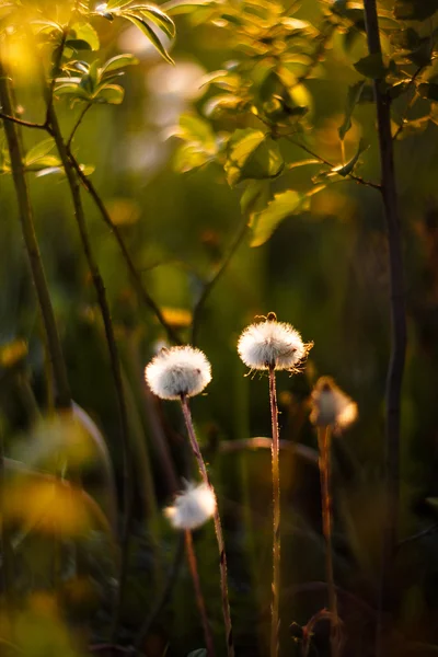 Blühende Löwenzahne, gelbe Blumen auf dem Feld — Stockfoto