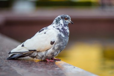bir granit oturan beyaz güvercin