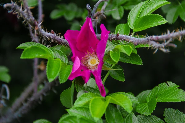 çiçek pembe yaban gülü