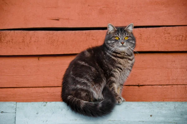 parlak bir arka plan üzerinde kabarık gri kedi