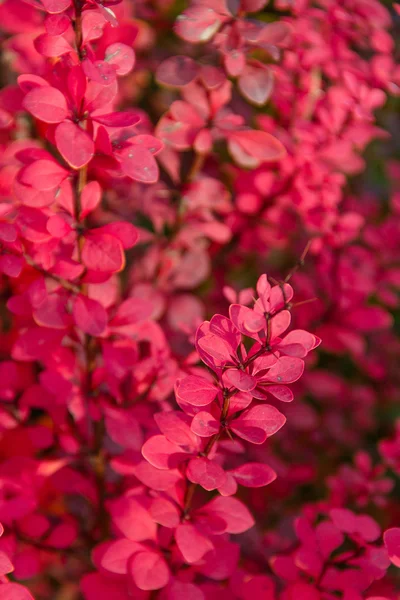 Pink flowers, ornamental shrub — Stock Photo, Image