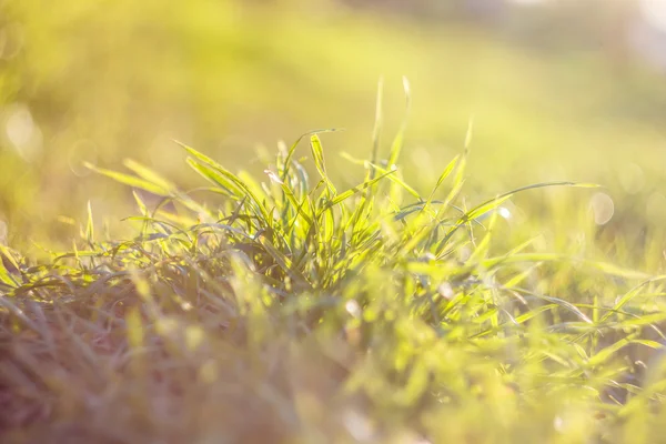 grass in the setting sun