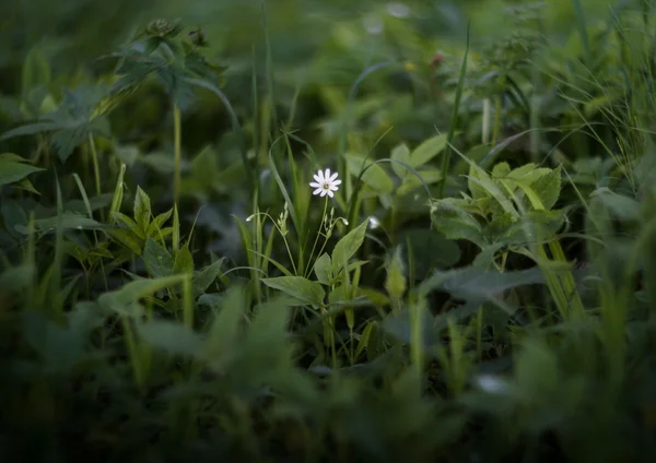 Witte bloem onder groen — Stockfoto