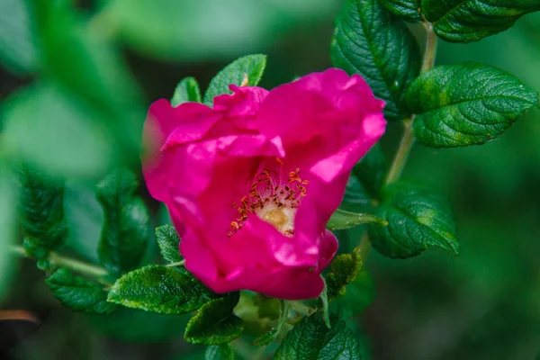 çiçek pembe yaban gülü