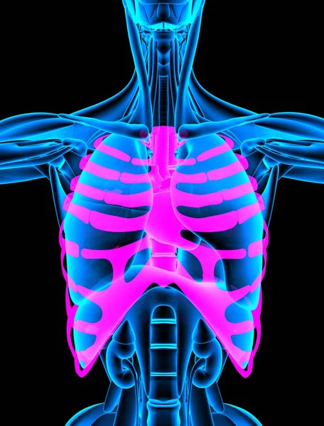 Skelettrippen Röntgenbild Darstellung — Stockfoto