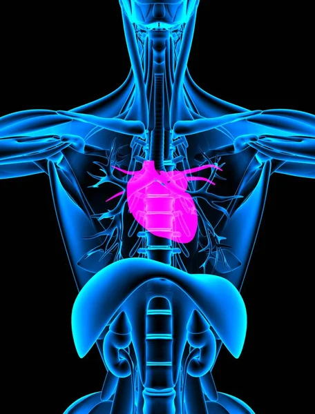Kırmızı Kalp Röntgeni Yakın Çekim Oluşturma — Stok fotoğraf