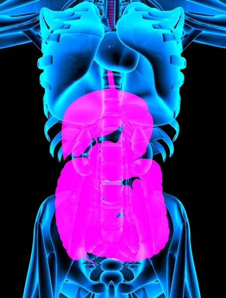 Digestive System Ray Close Rendering — Stock Photo, Image