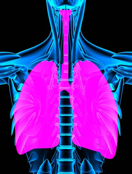 Czerwona Tchawica Larynx Bronchus Prześwietlenie Płuc Renderowanie — Zdjęcie stockowe