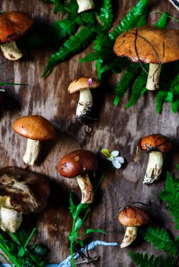 Vahşi orman mantarları. Tarz kırsal. seçici odak