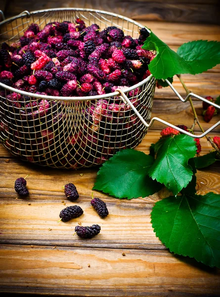 Les baies d'un mûrier biologique — Photo