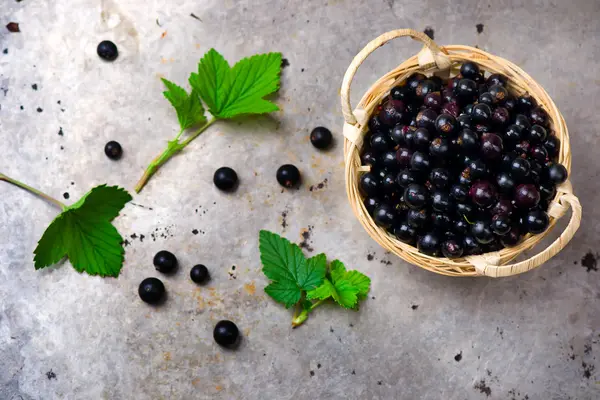 Cassis frais dans le panier — Photo