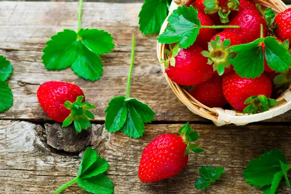 Verse, biologische aardbei — Stockfoto