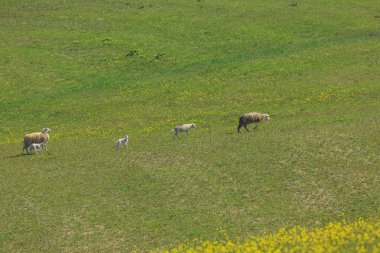 Otlakta otlayan koyunlar