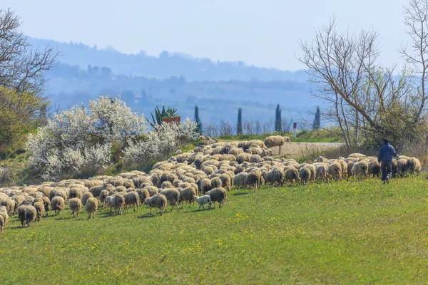 Sheep grazing in the meadow — Stock Photo, Image