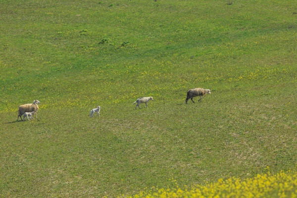Wypasu owiec na łące — Zdjęcie stockowe