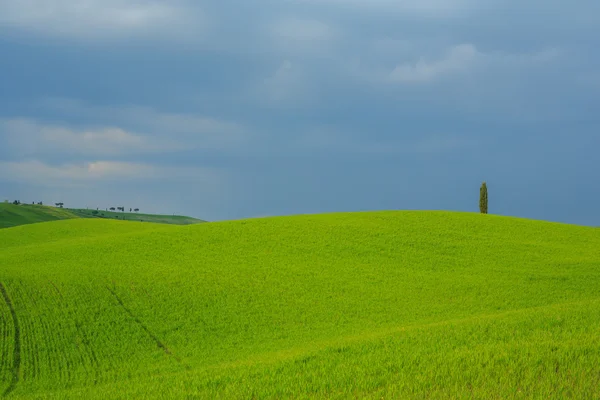Laminação em Toscana, Italia — Fotografia de Stock