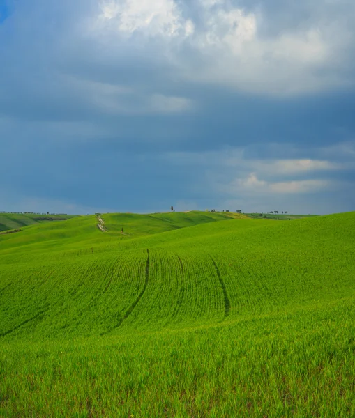 Dombos Toszkána, Olaszország — Stock Fotó