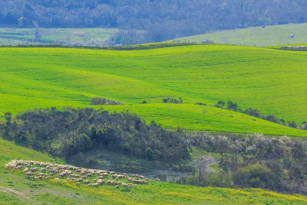 Rolling Hills en Toscana, Italia — Foto de Stock