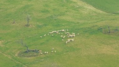 Koyun Toskana, İtalya tepeler üzerinde otlatmak