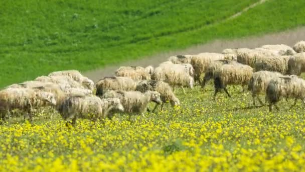 Schafe weiden auf den sanften Hügeln der Toskana, Italien — Stockvideo