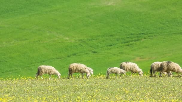 Pâturage de moutons sur les collines de Toscane, Italie 