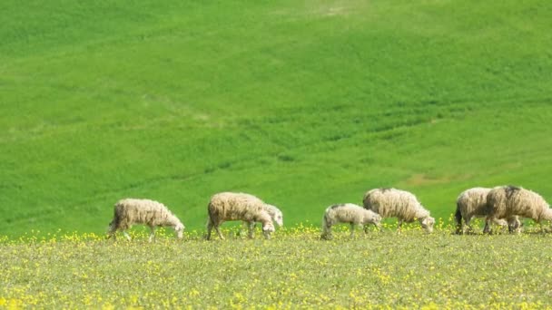 Pecore pascolano sulle dolci colline della Toscana, Italia — Video Stock