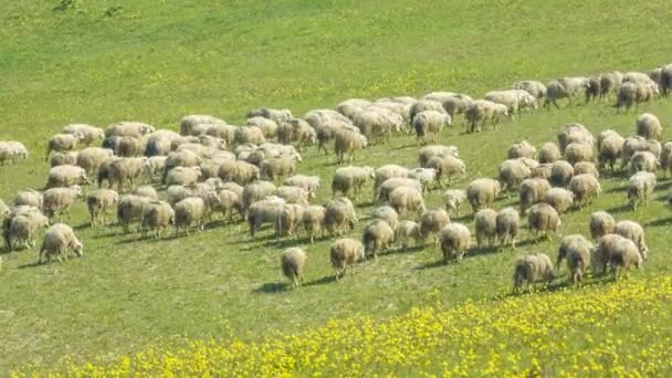 Sheep graze on the rolling hills of Tuscany, Italy — Stock Video