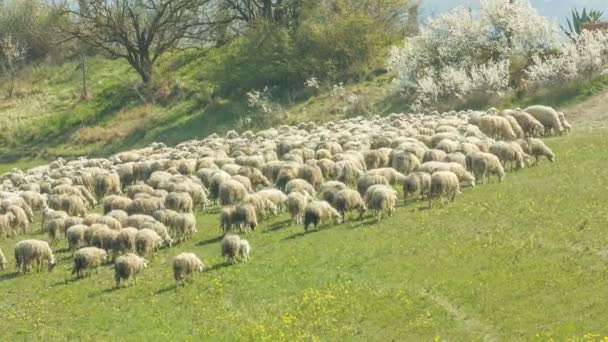 Schafe weiden auf den sanften Hügeln der Toskana, Italien — Stockvideo