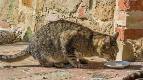 Gato bebiendo leche de un platillo — Vídeo de stock