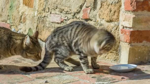 Cat drinking milk from a saucer — Stock Video