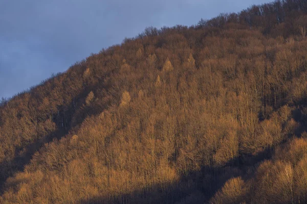 Las Pokryty Wzgórzem Zachodzie Słońca Karpaty Ukraina — Zdjęcie stockowe