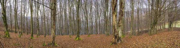 Smukłe Pnie Drzew Liściastych Stokach Górach Karpaty Ukraina — Zdjęcie stockowe