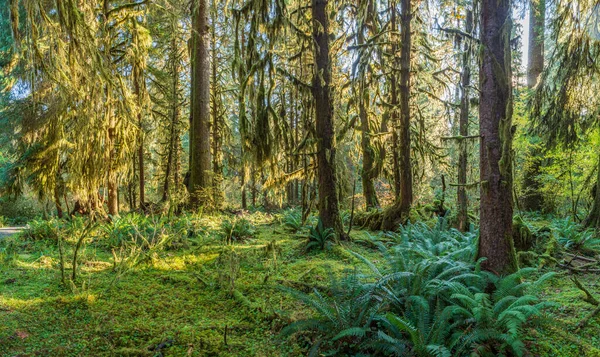 Solstrålar Strimma Genom Bladverket Vid Sol Duck Olympic National Park — Stockfoto