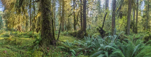 Solstrålar Strimma Genom Bladverket Vid Sol Duck Olympic National Park — Stockfoto