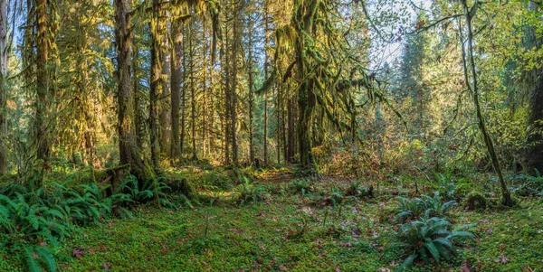 Solstrålar Strimma Genom Bladverket Vid Sol Duck Olympic National Park — Stockfoto