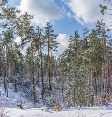 Kardan sonra güneşin aydınlattığı çam ormanının manzarası..