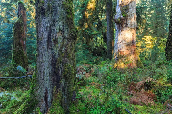 Sunbeams Streak Foliage Sol Duck Olympic National Park Usa — Stock Photo, Image