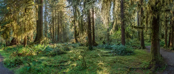 Zonnestralen Lopen Door Het Gebladerte Bij Sol Duck Olympic National — Stockfoto