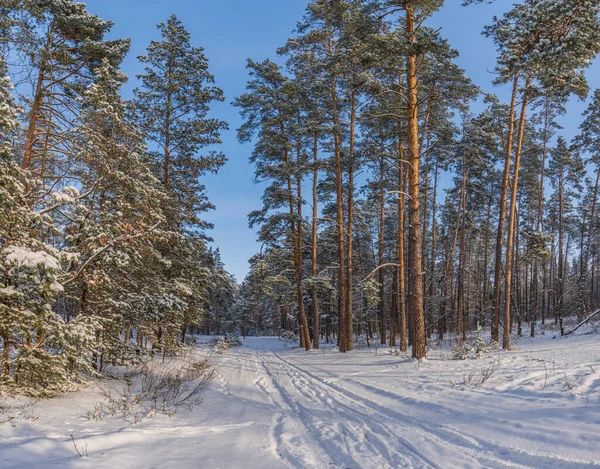 Utsikt Över Tallskogen Upplyst Solen Efter Snöfallet — Stockfoto