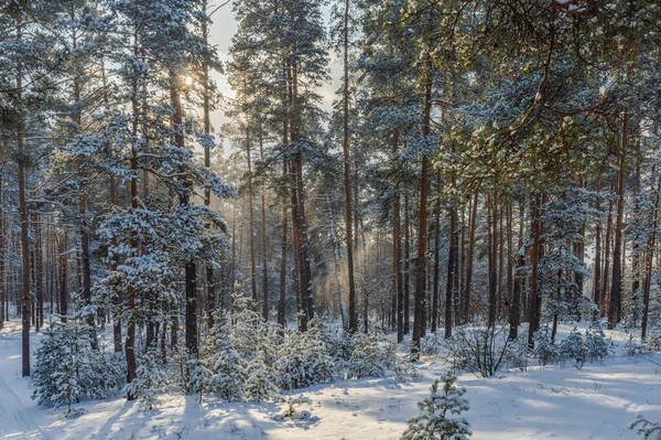 Vista Del Bosque Pinos Iluminado Por Sol Después Nevada —  Fotos de Stock