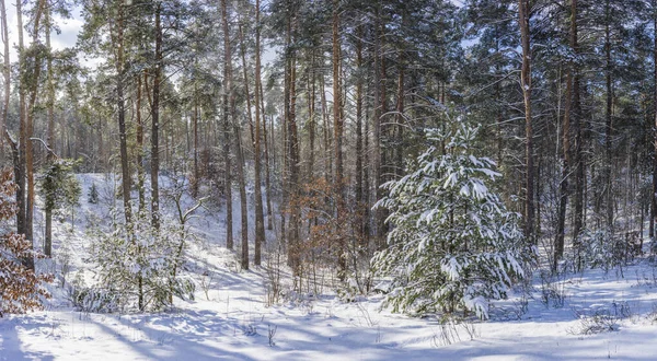 Uitzicht Het Dennenbos Verlicht Door Zon Sneeuwval — Stockfoto