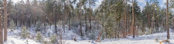 降雪後の太陽の光に照らされた松林の景色 — ストック写真