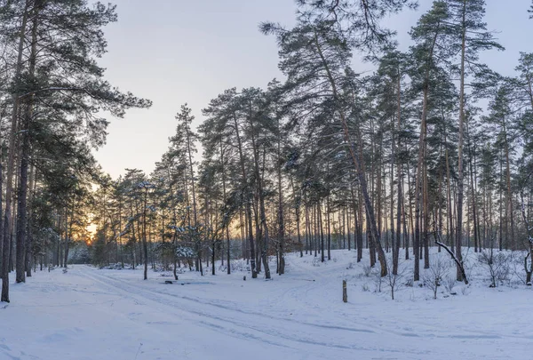 Вид Освещаемый Солнцем Сосновый Лес После Снегопада — стоковое фото