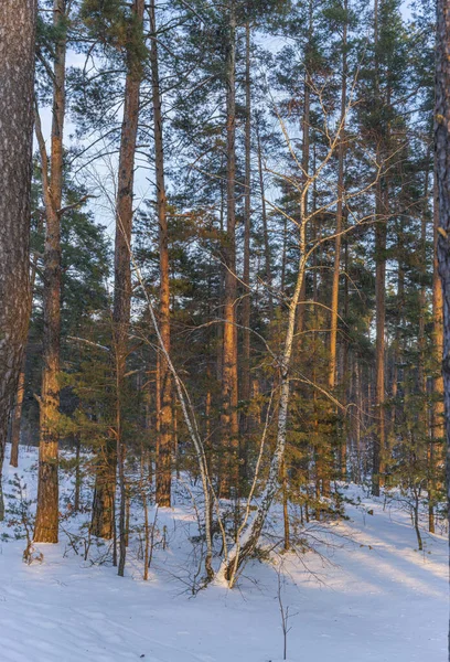 Widok Sosnowego Lasu Oświetlonego Słońcem Opadach Śniegu — Zdjęcie stockowe
