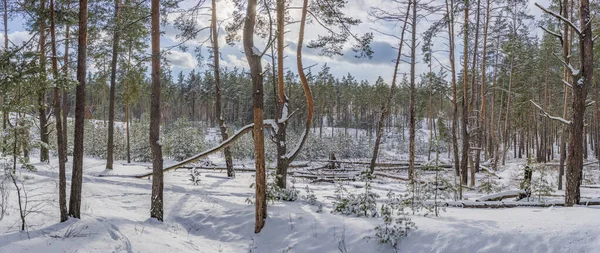 Kardan Sonra Güneşin Aydınlattığı Çam Ormanının Manzarası — Stok fotoğraf