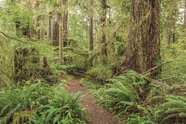 Quinault Rainforest Olimpijski Park Narodowy Usa — Zdjęcie stockowe
