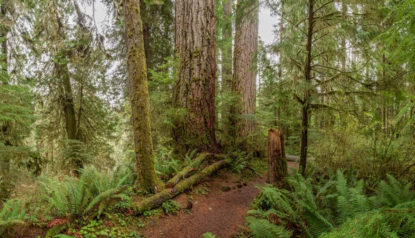 Forêt Pluviale Quinault Parc National Olympique États Unis — Photo