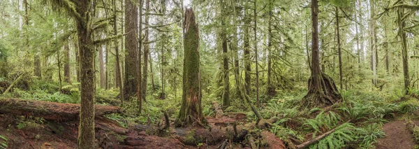 Quinault Rainforest Olimpijski Park Narodowy Usa — Zdjęcie stockowe