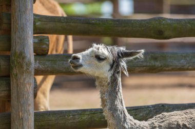 Manzara parkında genç bir alpaka..
