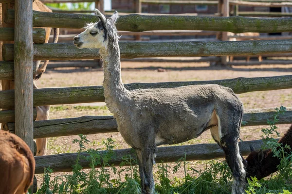 Young Alpaca Landscape Park — Stock Photo, Image